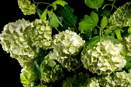 Beautiful Blooming white viburnum Chinese Snowball isolated on a black background. Flower head close-up.