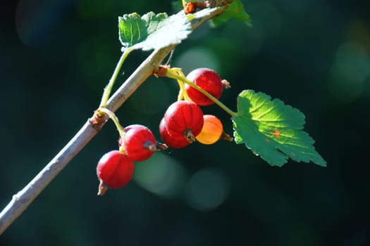 red currant blossom, close-up detail of a small yellow flower and young leaves on a branch of a red currant bush growing in the garden on green background. farming and growing organic products.