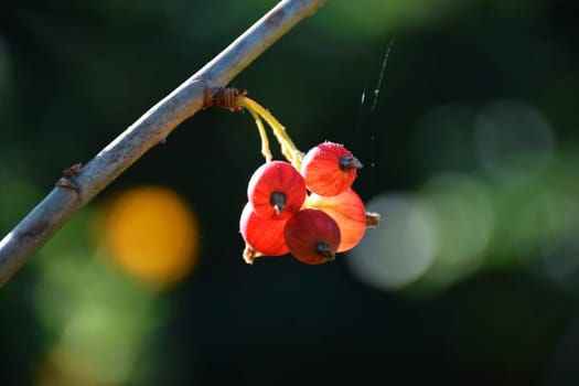 red currant blossom, close-up detail of a small yellow flower and young leaves on a branch of a red currant bush growing in the garden on green background. farming and growing organic products.