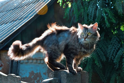 beautiful cute cat taking sun bath at street of old town