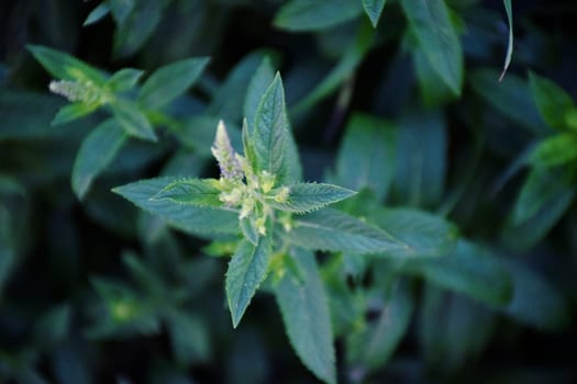 Mint leaves background. Green Peppermint leaves Pattern layout design Top view. Spermint plant growing