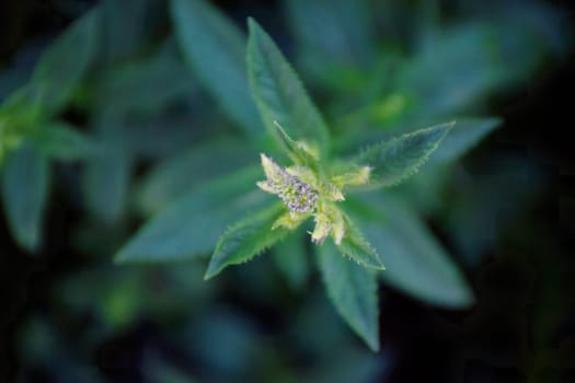 Mint leaves background. Green Peppermint leaves Pattern layout design Top view. Spermint plant growing