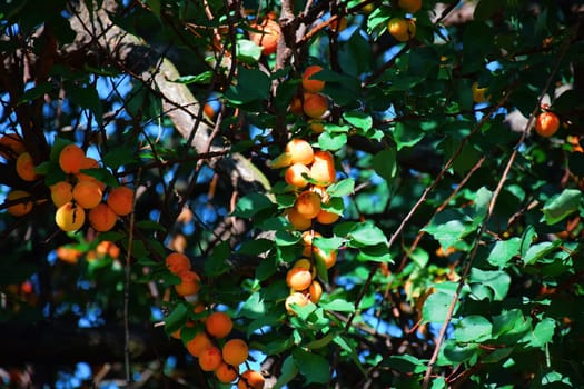 Apricot picking. Ripe fruits of the apricot tree on a branch with leaves in an orchard.