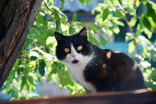 Well fed fat cat sitting near the door of the grocery store.