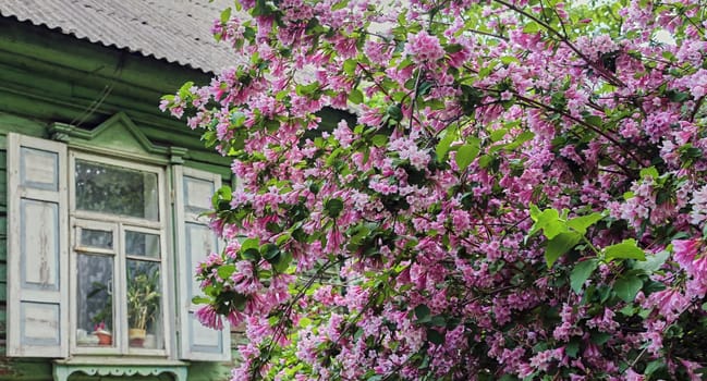 Blossoming Lilac Bush by Rustic Wooden House in Spring..