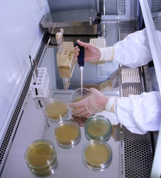 A scientist in a biosafety cabinet transfers test fluid to a petri dish with agar gel to grow and observe microorganisms for a research experiment in a laboratory setting