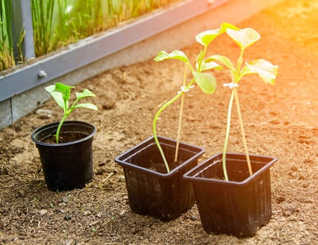 Three small black plastic pots with young seedlings growing in soil inside greenhouse. Seedlings are different sizes, tallest in middle, smallest on right, not flowering yet.