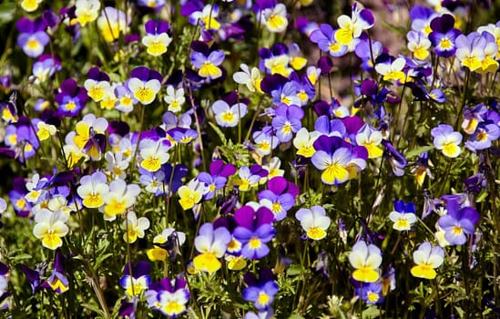 This photograph showcases a vibrant field of blooming wildflowers. The flowers are predominantly purple, white, and yellow, with delicate petals and intricate patterns. The greenery of the garden creates a lush background, enhancing the beauty of the wildflowers. The sunlight illuminates the scene, highlighting the vibrant colors and creating a cheerful and uplifting atmosphere.