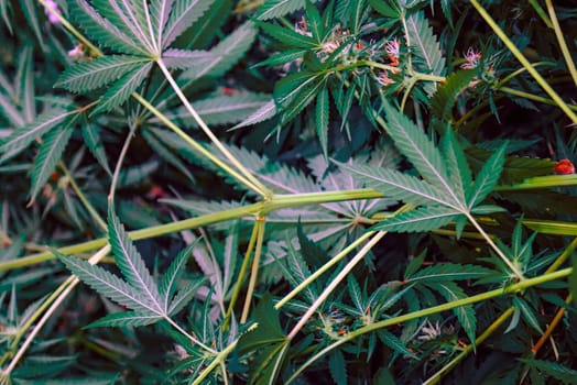 A close-up view of vibrant green cannabis leaves, showing intricate detail and the natural beauty of this popular plant. The sunlight filtering through the foliage casts a warm glow, highlighting the texture and shape of each leaf.
