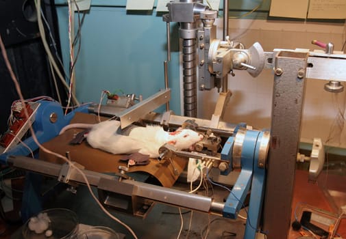 A white rat is restrained on a table, connected to wires and equipment, in a laboratory setting. The image appears to depict an animal experiment.