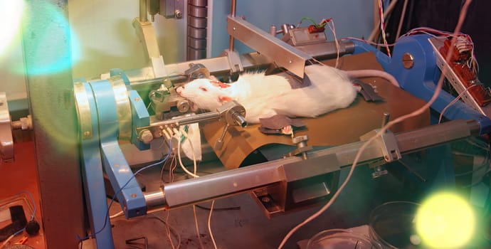 A white rat is restrained on a table, connected to wires and equipment, in a laboratory setting. The image appears to depict an animal experiment.