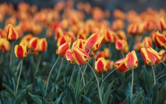 Beautiful red yellow tulips background. Red and yellow tulips in the Garden on the sunny day in the spring time