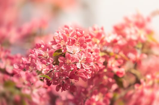 Soft focus image of pink apple flowers in sun light. Decorative wild apple tree blooming