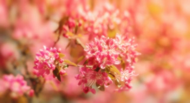 Soft focus image of pink apple flowers in sun light. Decorative wild apple tree blooming