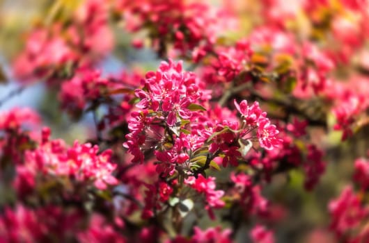 Soft focus image of pink apple flowers in sun light. Decorative wild apple tree blooming