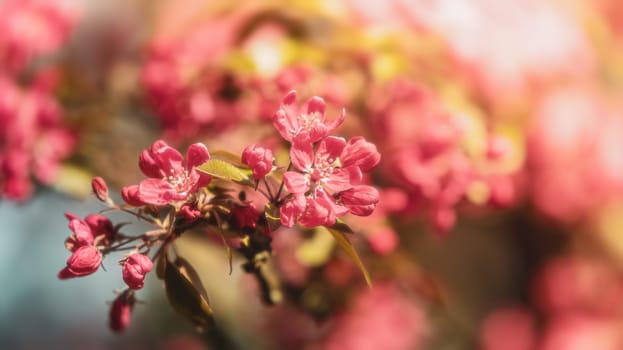 Soft focus image of pink apple flowers in sun light. Decorative wild apple tree blooming