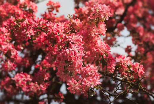 Soft focus image of pink apple flowers in sun light. Decorative wild apple tree blooming