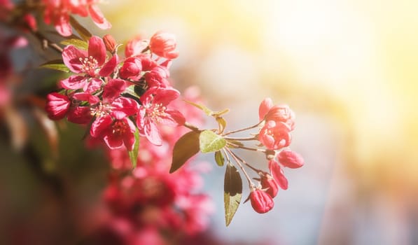 Soft focus image of pink apple flowers in sun light. Decorative wild apple tree blooming