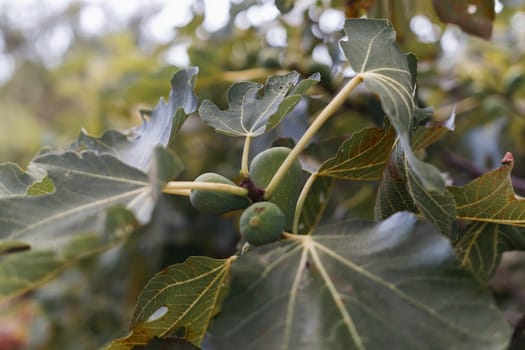 Figs with green leaves and small green fruits. The fruits are collected together on the branches. The sky is clear and blue