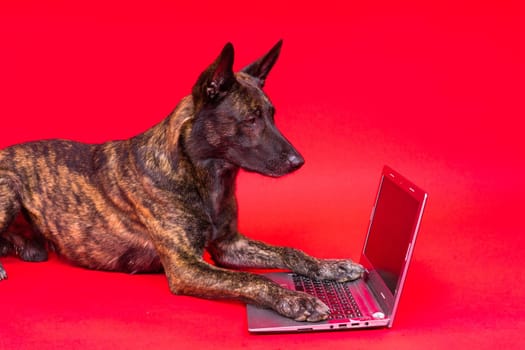 A dog looking at the laptop on red yellow background. Pet health concept.