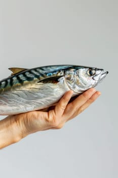 Person holding fresh mackerel fish in hand on white background for seafood, cooking, and culinary concept