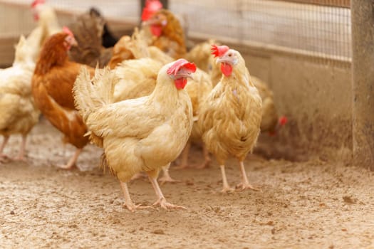 Chickens gracefully moves across a dry dirt field, its feathers shimmering in the sunlight.