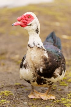 Muscovy duck is captured up close, displaying its unique plumage and detail in a farm setting. Vertical photo