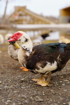Muscovy duck with a striking red beak, showcasing its unique and vibrant feature in a farm setting. Vertical photo