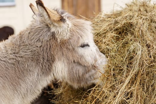 Donkey gazing directly at the camera with an expression of curiosity and attentiveness.