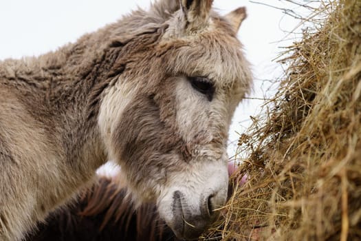 Close-up donkey gazing directly at the camera with an expression of curiosity and attentiveness.