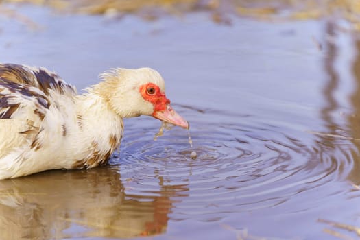 Muscovy ducks standing next to each other on a farm, selective focus