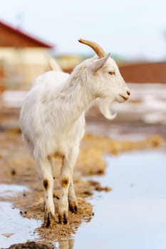 Goats seem at ease, peacefully grazing and exploring their surroundings. Vertical photo