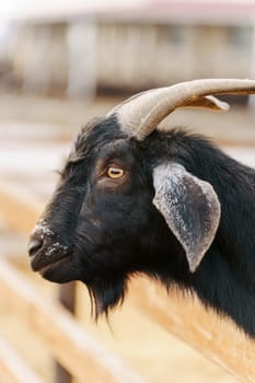 Close-up view of a curious goat surrounded by wooden fencing in a rustic pen. Vertical photo