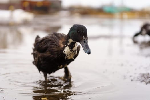 Duck gracefully submerges its head into the water, showcasing its elegant movements on farm