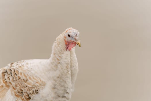 Turkey in the village selective focus. Poultry farm, suburban wildlife