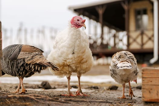 Domestic turkey confidently strides across the terrain of a farmyard rural life.