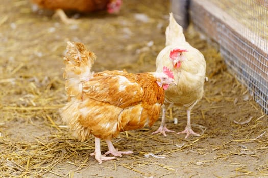 Group of chickens standing in a row, each clucking and pecking at the ground.