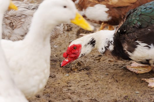 Muscovy ducks standing next to each other on a farm, selective focus