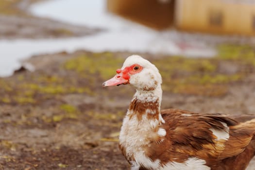 Muscovy duck with a striking red beak, showcasing its unique and vibrant feature in a farm setting.