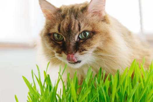Cat is seen up close in the grass, munching on blades of green grass in a natural outdoor environment.