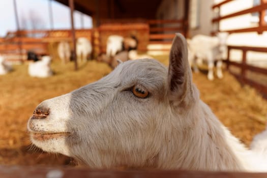 Goat close up stands gracefully on a tall pile of golden hay, surveying its surroundings with curiosity and poise.
