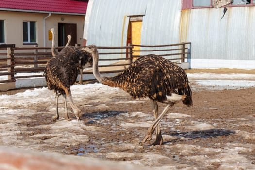 An ostrich is standing in front of a wooden fence on an ostrich farm.