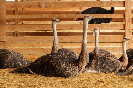 Ostrich stands tall and proud in a traditional barn setting, showcasing its impressive size and unique features.