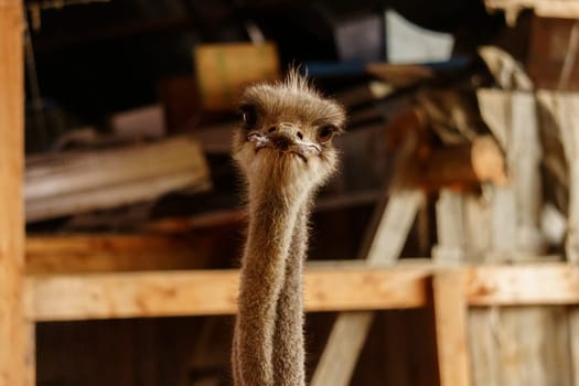 Ostriches standing in front of a building on an ostrich farm. Selective focus