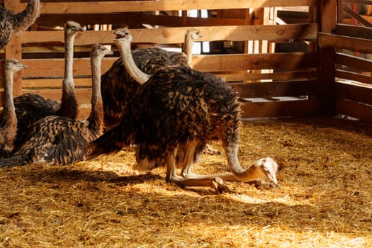 Ostrich stands tall in a spacious pen on farm, showcasing its long neck and vibrant feathers.