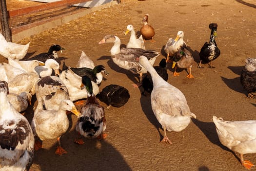 Graceful ducks stands elegantly on top of a small puddle of water on farm