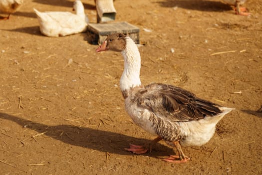 Geese across the dusty ground of a charming farmstead. Selective focus.