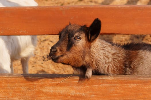 Goat peacefully grazing in field under the warm sunlight, showcasing its beauty and tranquility.