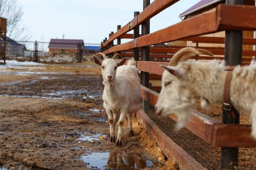 Close-up view of a curious goat surrounded by wooden fencing in a rustic pen.