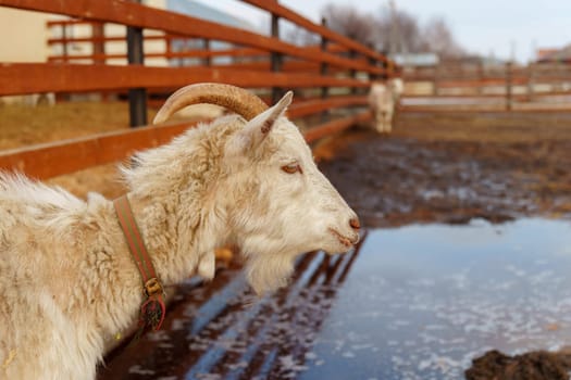 Goat on a farm, showcasing a typical scene in agriculture.